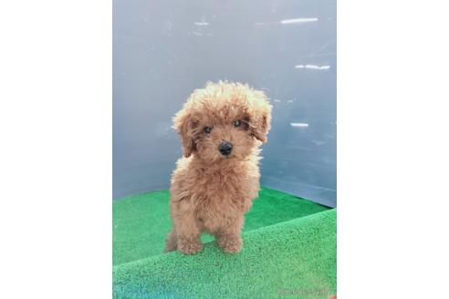 成約済の兵庫県のトイプードル-172878の5枚目